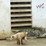 Un chien bien éduqué ! Bac Ha - Vietnam