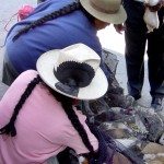Achat de Cuy à Huaraz - Pérou
