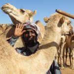 Au marché aux chameaux - Harar -Ethiopie