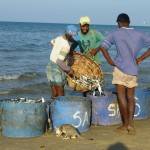 Talai Mannar