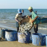 Retour de pêche à Tailai Mannar