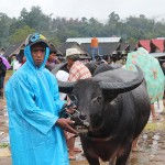 Marché aux buffles jour de pluie