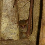 Tarsier