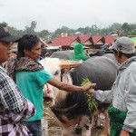 Marché de Rantépao