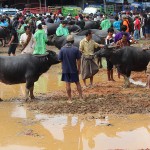Marché de Rantépao