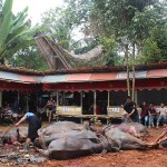 Funérailles Toraja