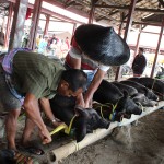 Marché de Rantépao