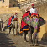 Les éléphants du fort d'Amber