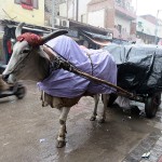 Vaches sous la pluie à Pahargang