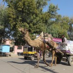 Bikaner
