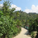 Végétation tropicale à Cotzal