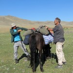 Chargement des chevaux