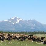 Paysages de l’Altaï