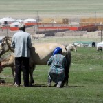 Yourtes … à Khovd-Altaï-