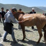 Naadam, courses de chevaux