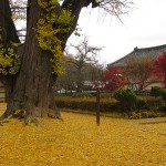 Les gingkos en novembre