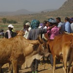 Aksum : des bêtes et des hommes