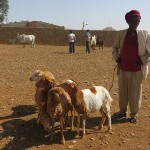 Aksum : des bêtes et des hommes