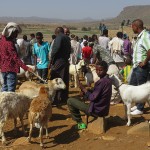 Aksum : des bêtes et des hommes