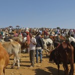 Aksum : des bêtes et des hommes