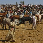 Aksum : des bêtes et des hommes