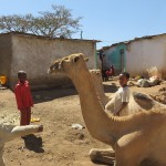 Le charme d’Harar