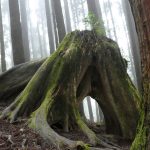 Nature fantastique!