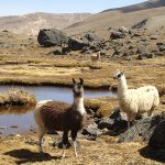 Souvenirs de Bolivie 2006