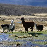 Parc de Sajama