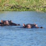 Safari rivière