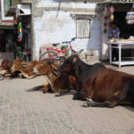 Vaches de ville