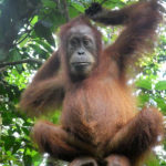 Orang-outans…