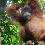 Orang-outans…