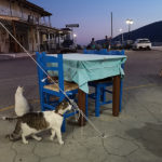 Chats grecs