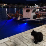 Chats grecs