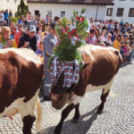 Fête des vaches!