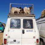 Marché aux bestiaux