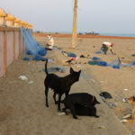 Gopalpur-on-sea
