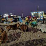 Sacrées vaches