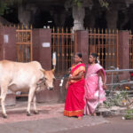 Sacrées vaches