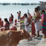 Sacrées vaches