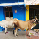 Sacrées vaches