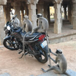 Singes