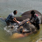 Bain de l’éléphant