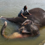 Bain de l’éléphant