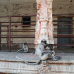 Singes