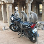 Singes