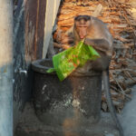 Singes