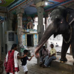 Bain de l’éléphant