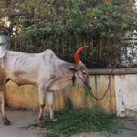 Sacrées vaches